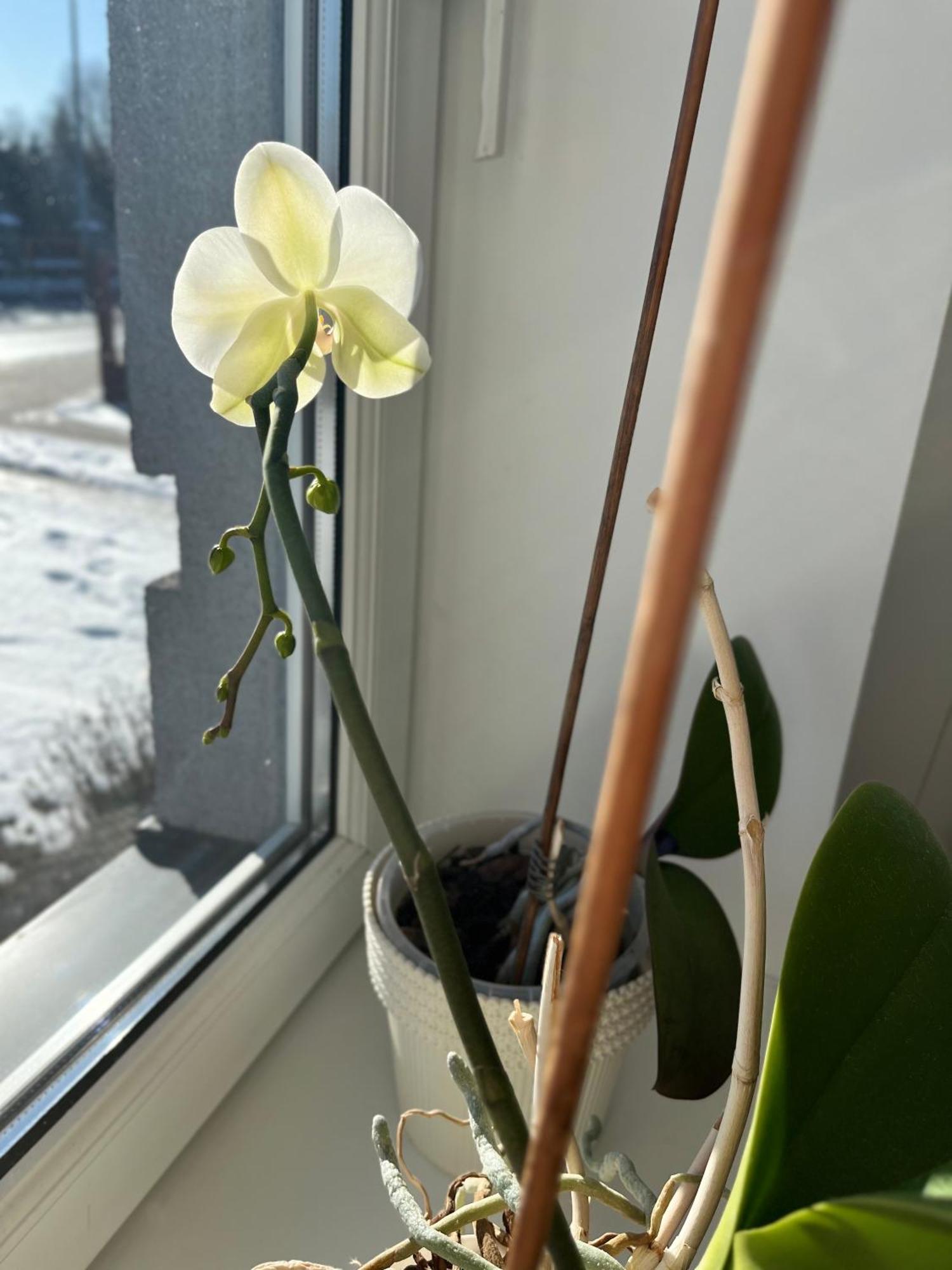Apartament Numer 1, Dwie Sypialnie Dwa Lozka Orzysz Luaran gambar